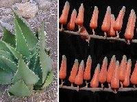 Aloe secundiflora Namanga, Kenya ©JLcoll.358.jpg